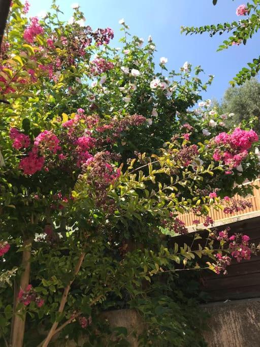 Appartement Sur La Colline Avec Acces Piscine Volx エクステリア 写真